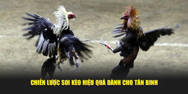 Chiến lược soi kèo hiệu quả dành cho tân binh