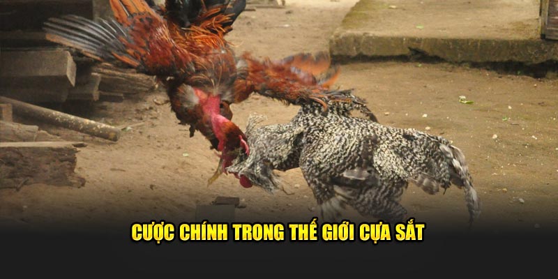 Cược chính trong thế giới cựa sắt 