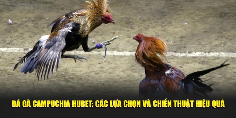 Đá Gà Campuchia HUBET - Các Lựa Chọn Và Chiến Thuật Hiệu Quả