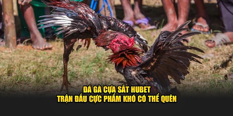 Đá Gà Cựa Sắt Hubet - Trận Đấu Cực Phẩm Khó Có Thể Quên