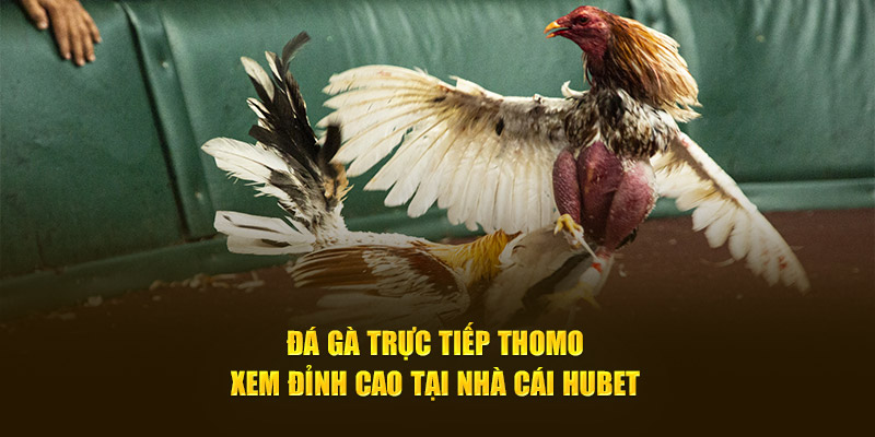 Đá Gà Trực Tiếp Thomo - Xem Đỉnh Cao Tại Nhà Cái HUBET