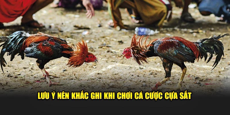 Lưu ý nên khắc ghi khi chơi cá cược cựa sắt 