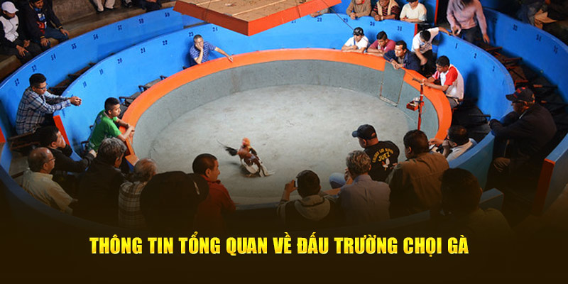 Thông tin tổng quan về đấu trường chọi gà 