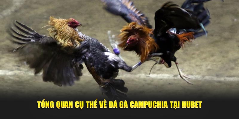 Tổng quan cụ thể về đá gà campuchia tại HUBET