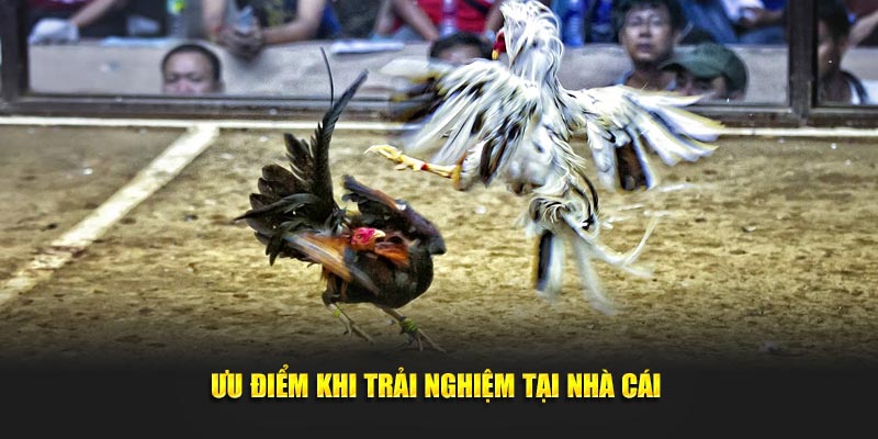 Những điểm mạnh khi tham gia vào nhà cái